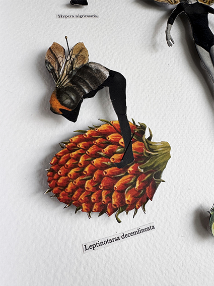 Human Bug Collection no 6, Original collage art