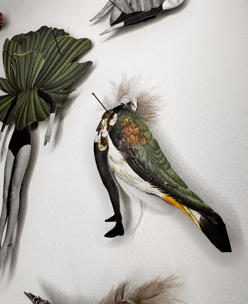 Human Bug Collection no 8, Original collage art