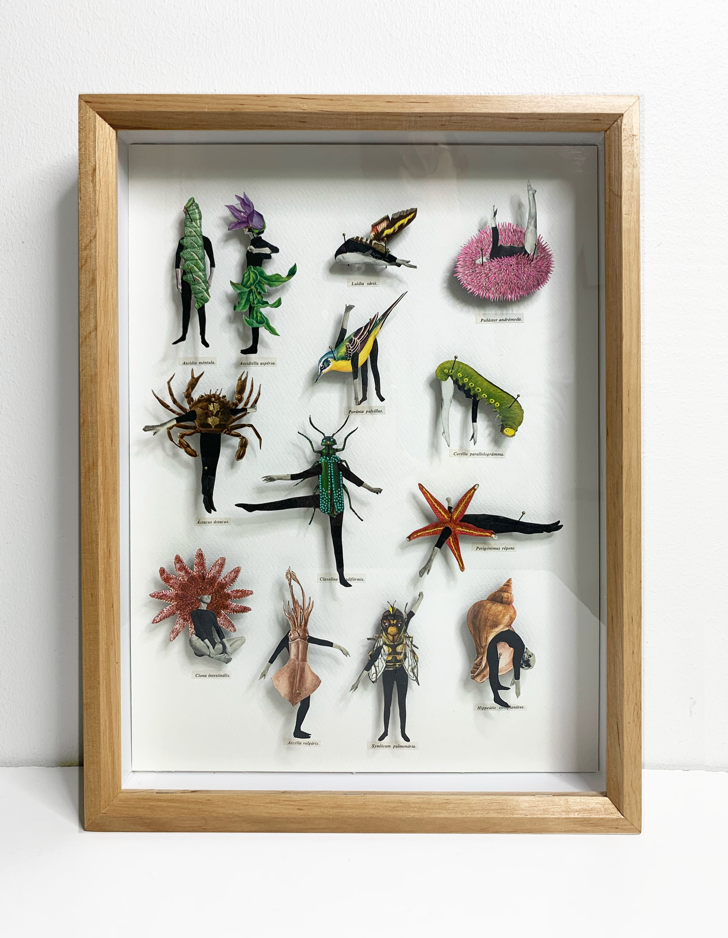 Human Bug Collection no 3, Original collage art