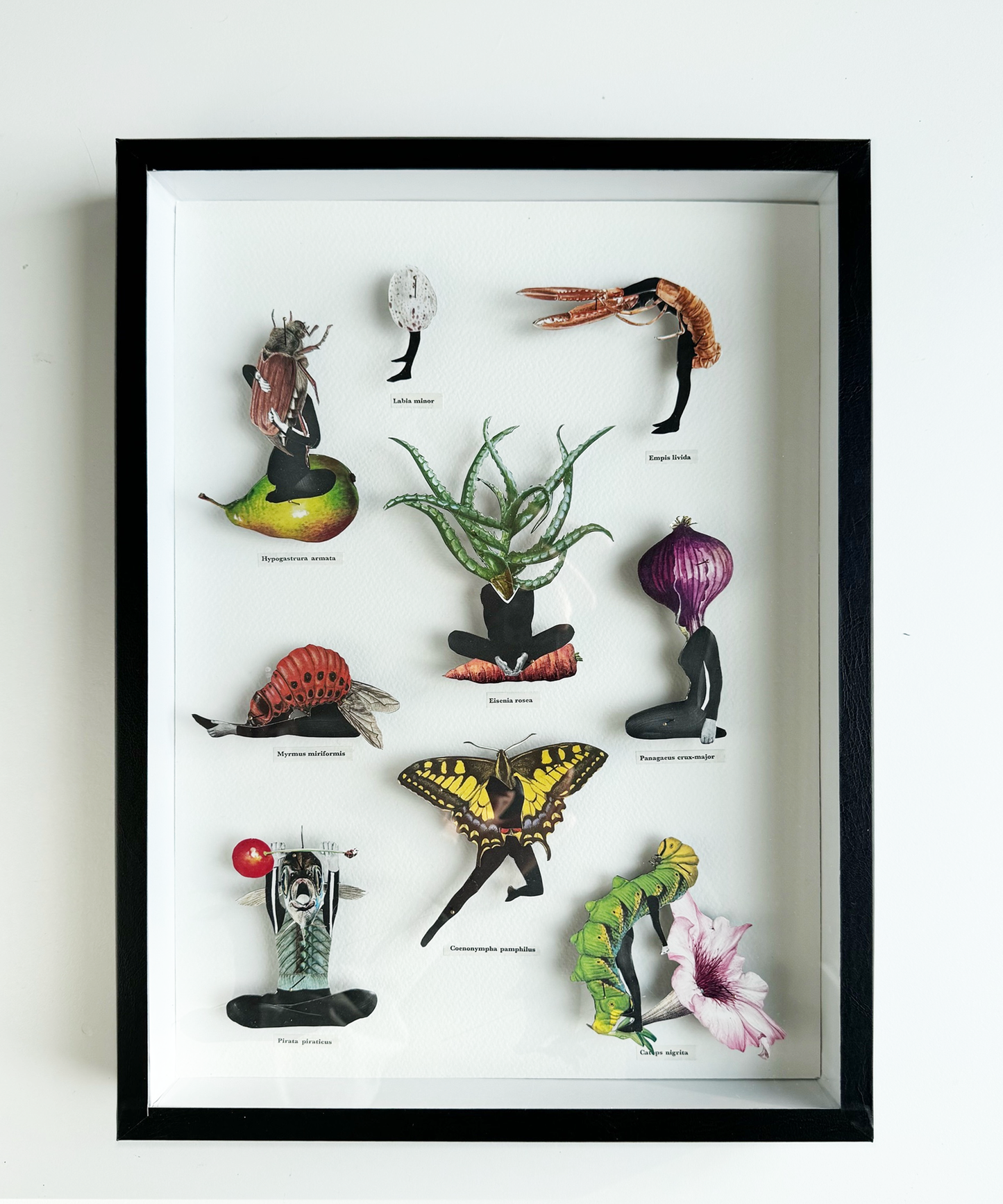 Human Bug Collection no 5, Original collage art