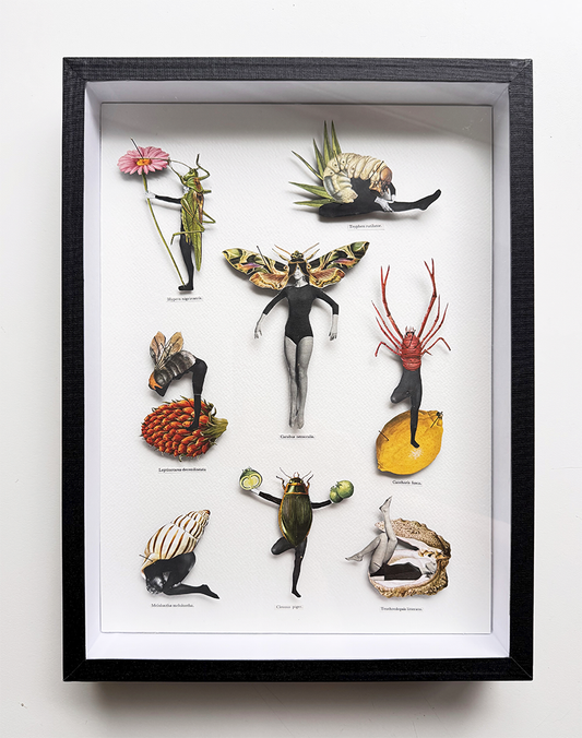Human Bug Collection no 6, Original collage art